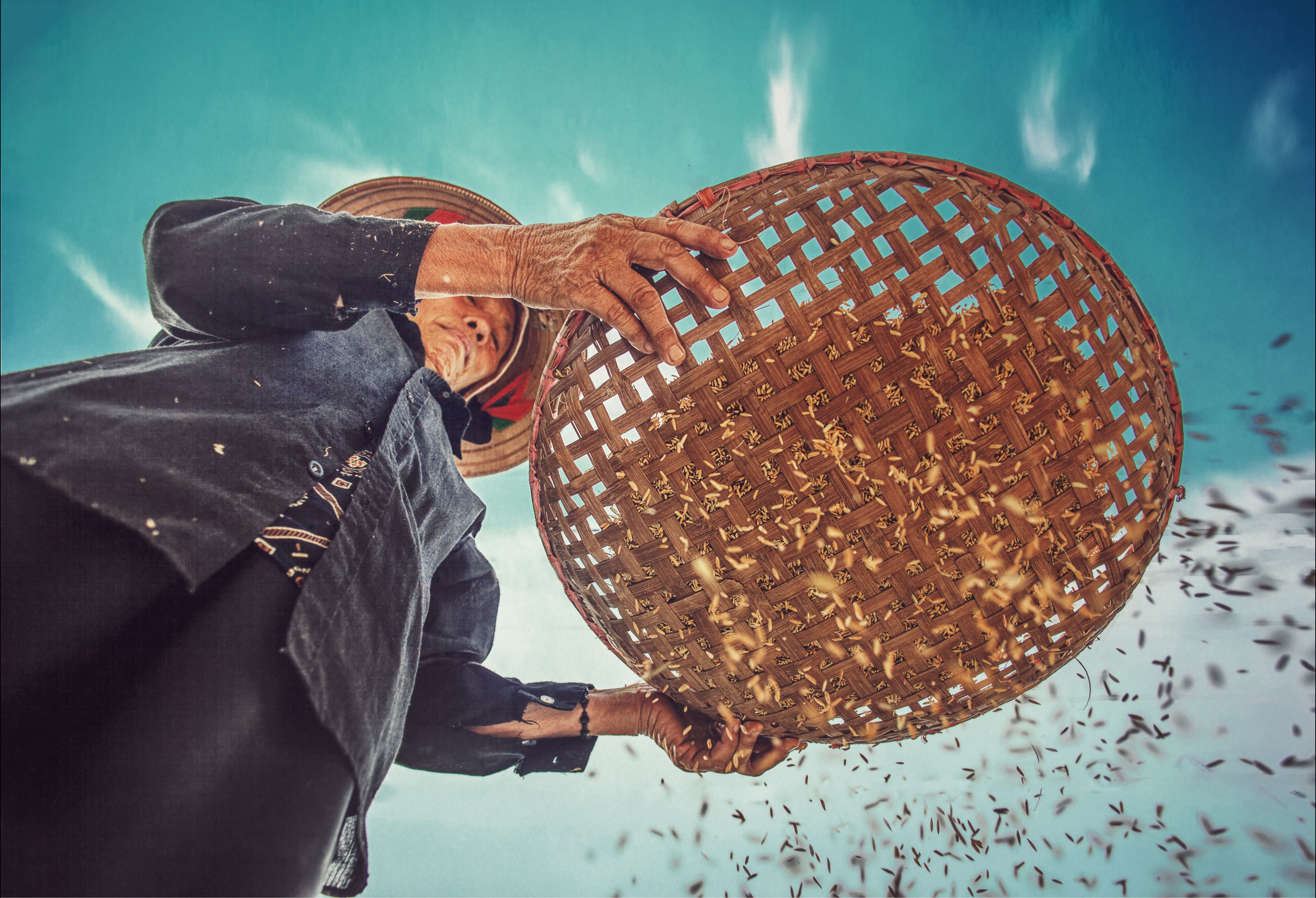 Brown rice being filtered by farmer