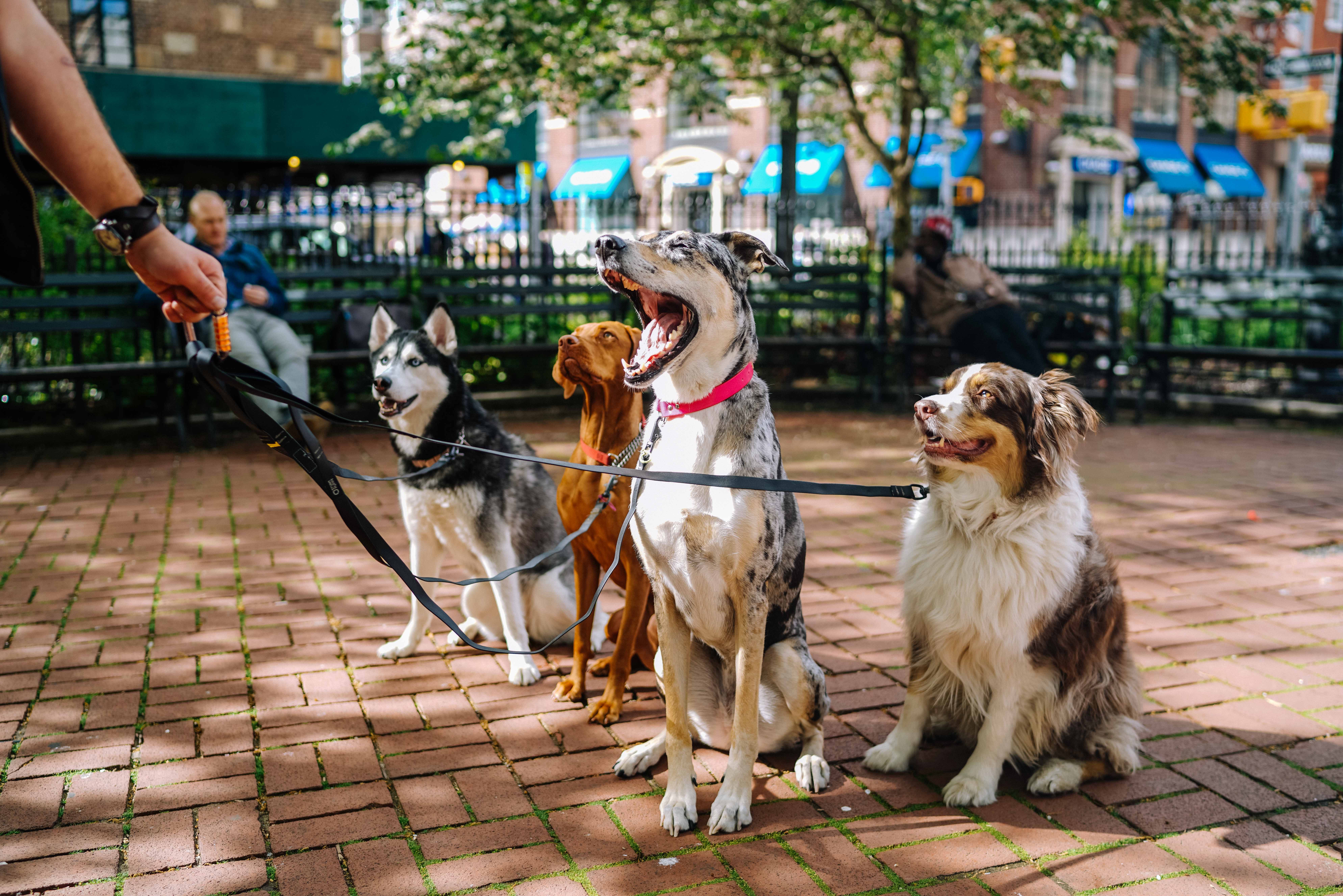 Four dogs on a leash in a park. One of the dogs has its mouth open, either yawning or barking.