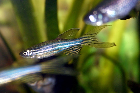 A zebrafish strain with stripes