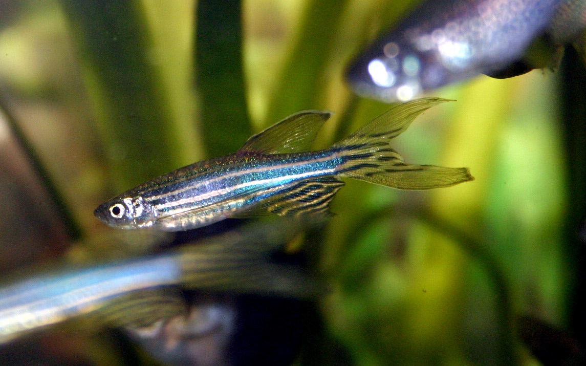 A zebrafish strain with stripes