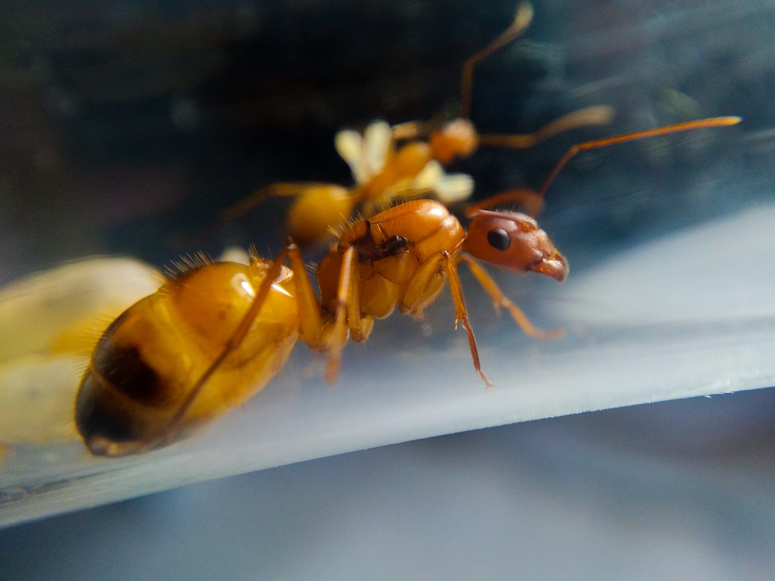 A queen of the ant species 
Camponotus pilicornis