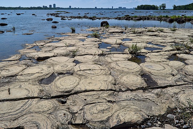 The Gatineau stromatolites along the Ottawa River in Canada are the fossilized remains of ancient oxygen-producing microbial mats