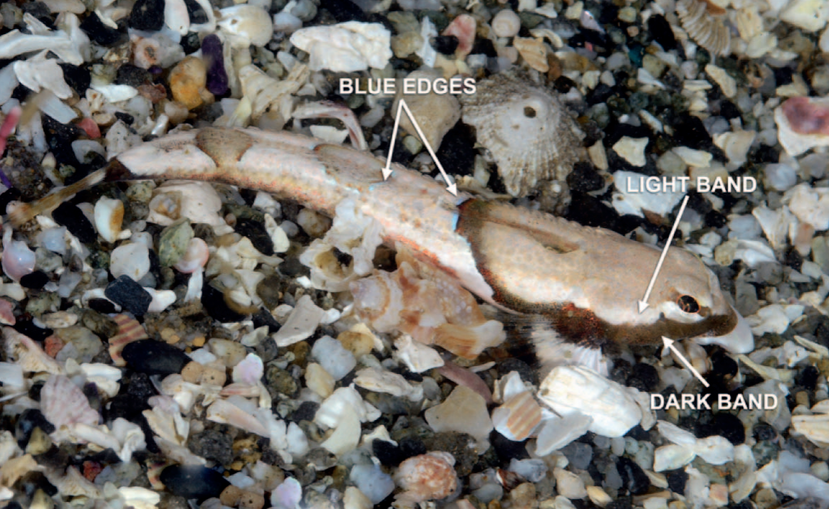 A spinynose sculpin 