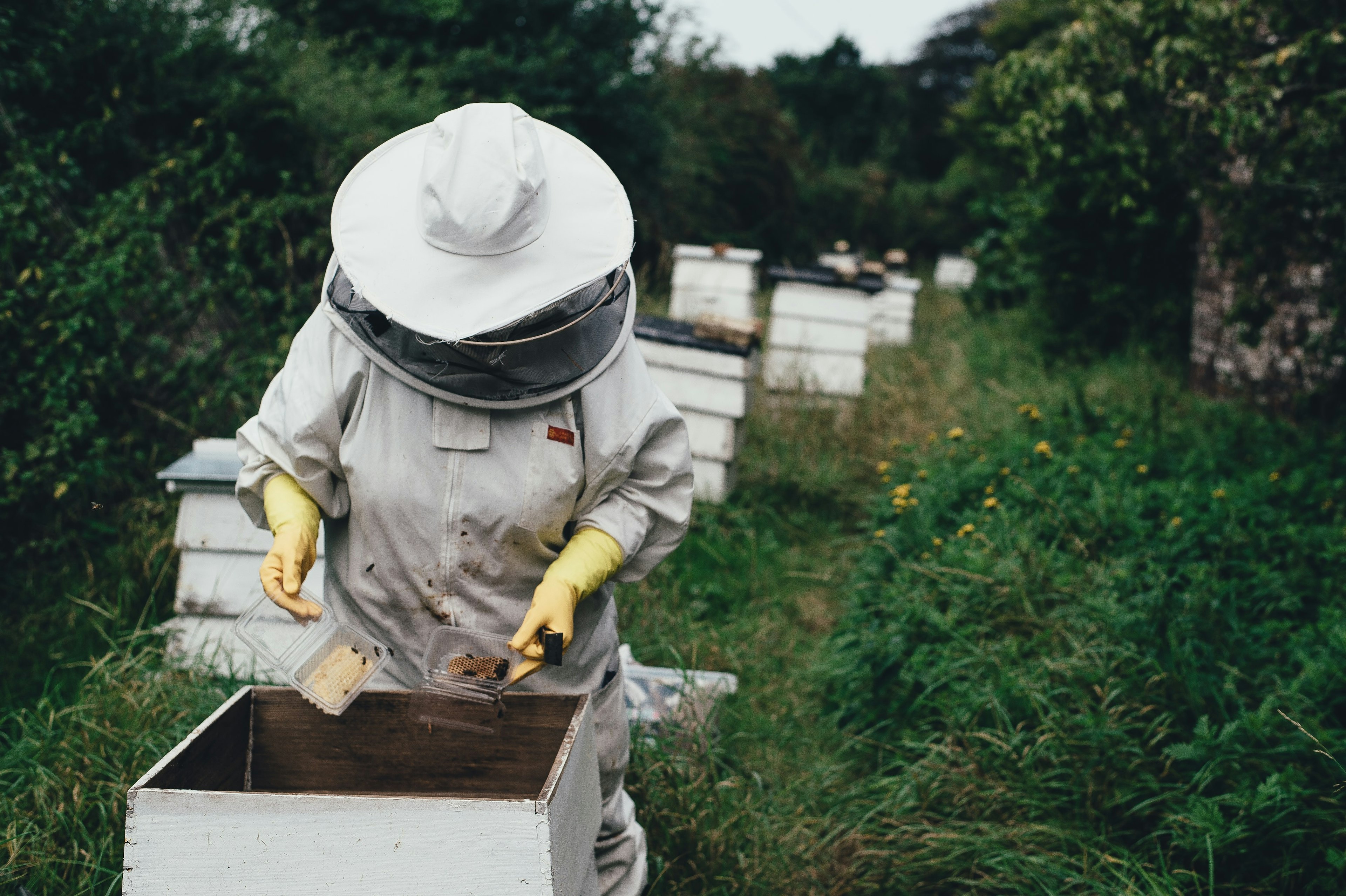 a beekeeper tending bees outside