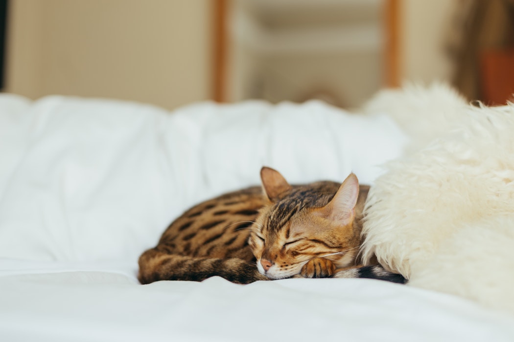 A photo of an orange kitten asleep on a bed.