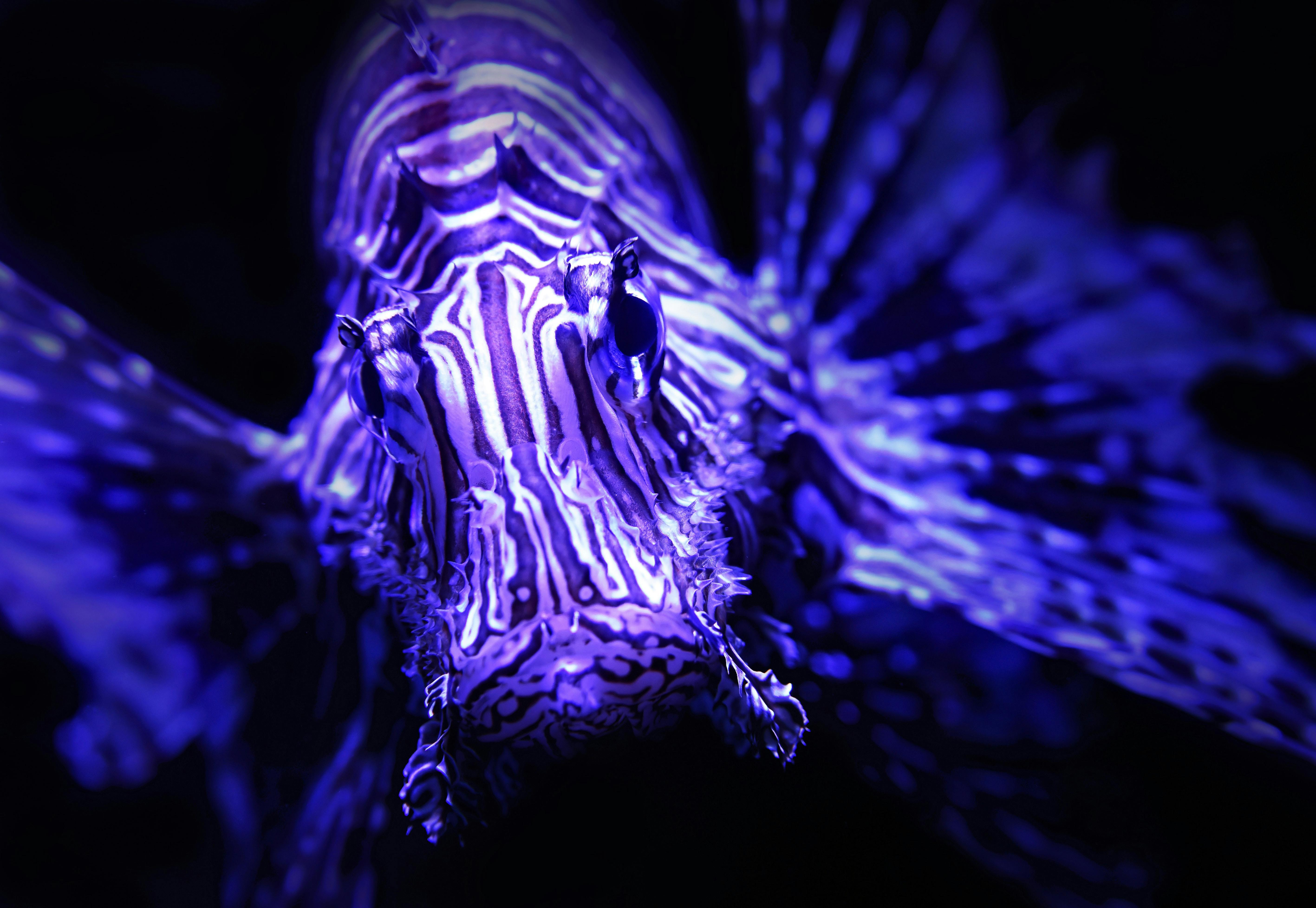 Неоновые морские обитатели. Фиолетовые подводное животное. Рыба черно белое фото. Рабочий стол компьютерная Графика серых рыбок.