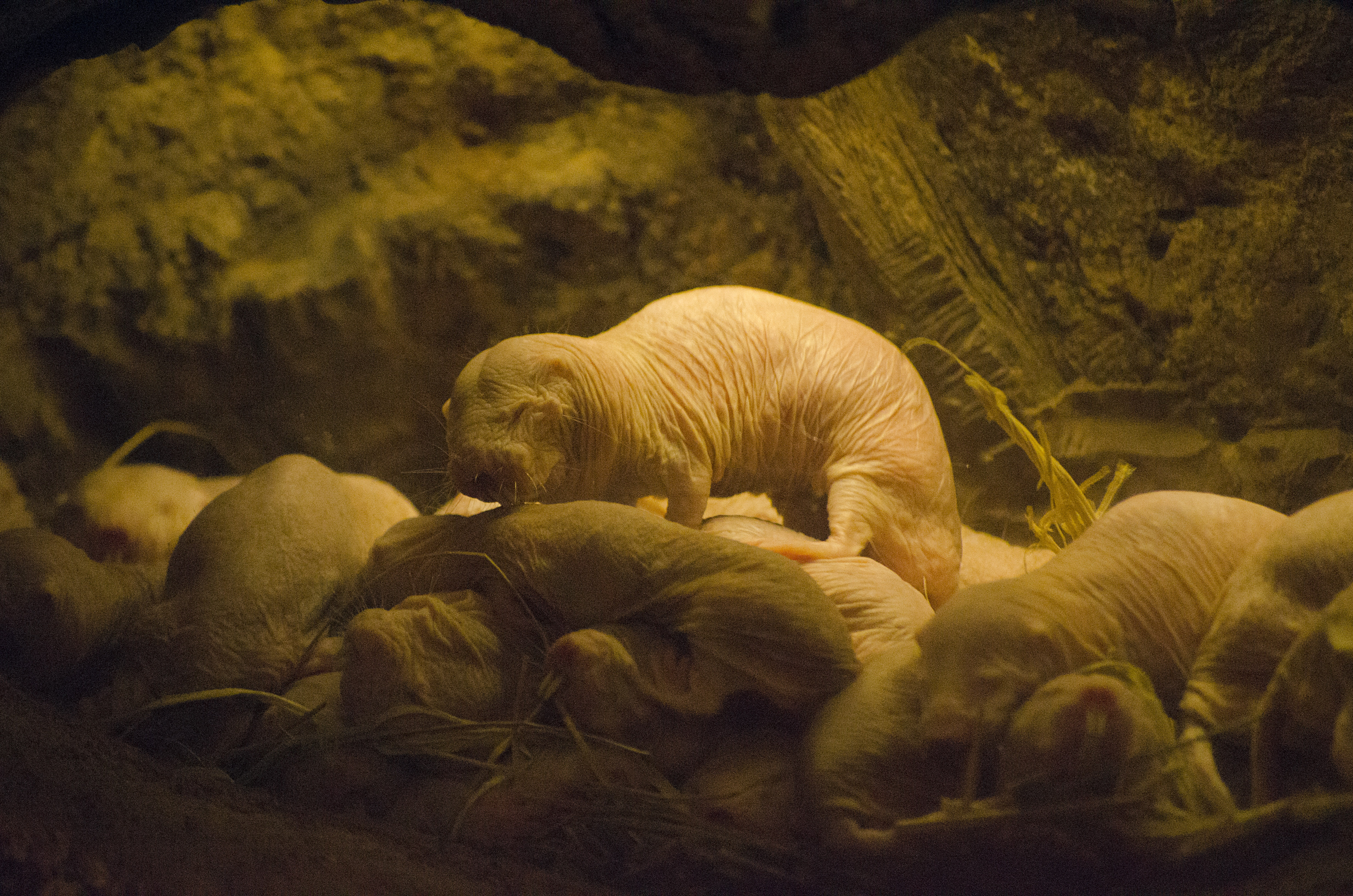 Do naked mole rats hold the answers to cancer prevention and aging?