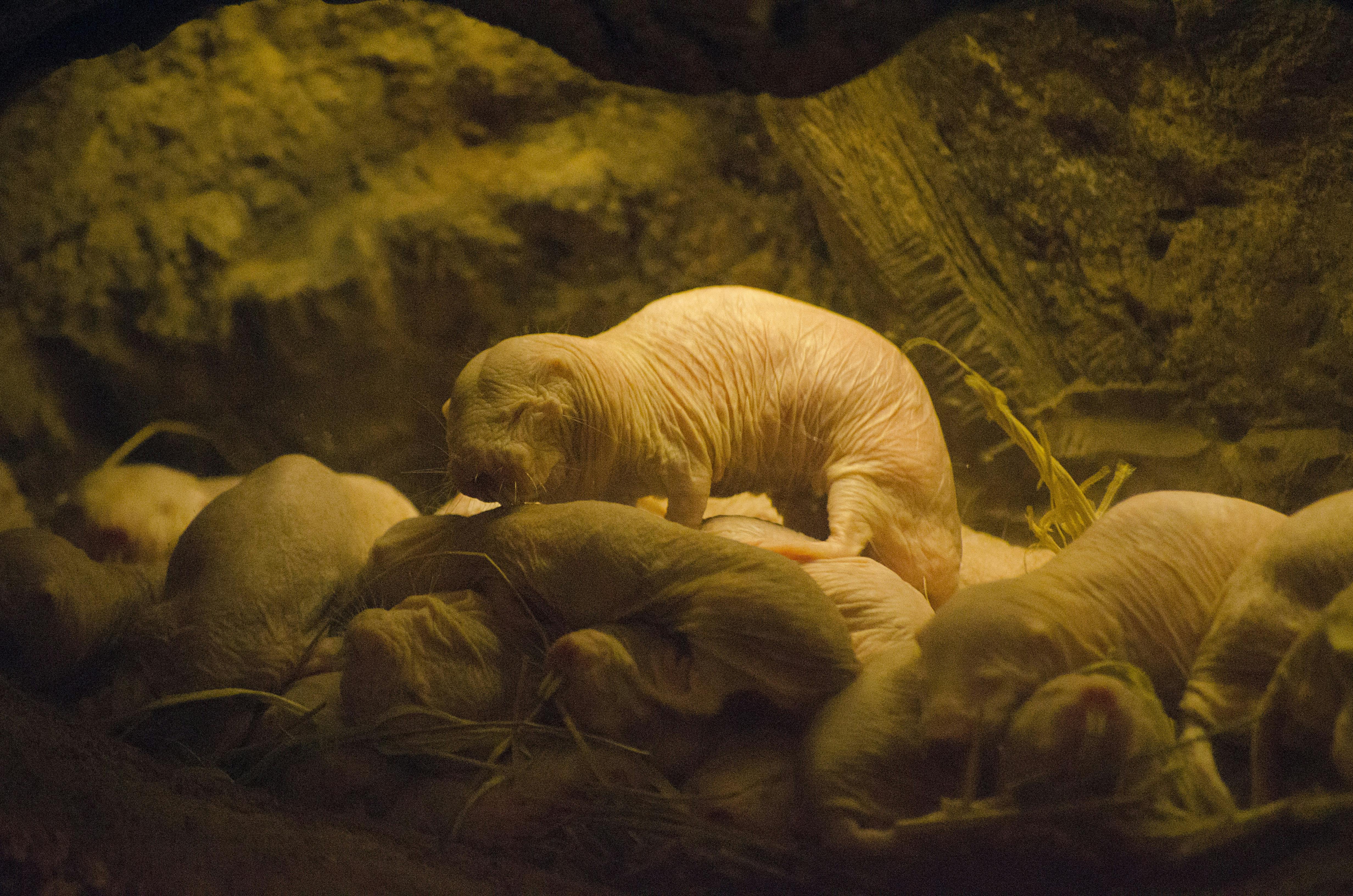 Do Naked Mole Rats Hold The Answers To Cancer Prevention And Aging