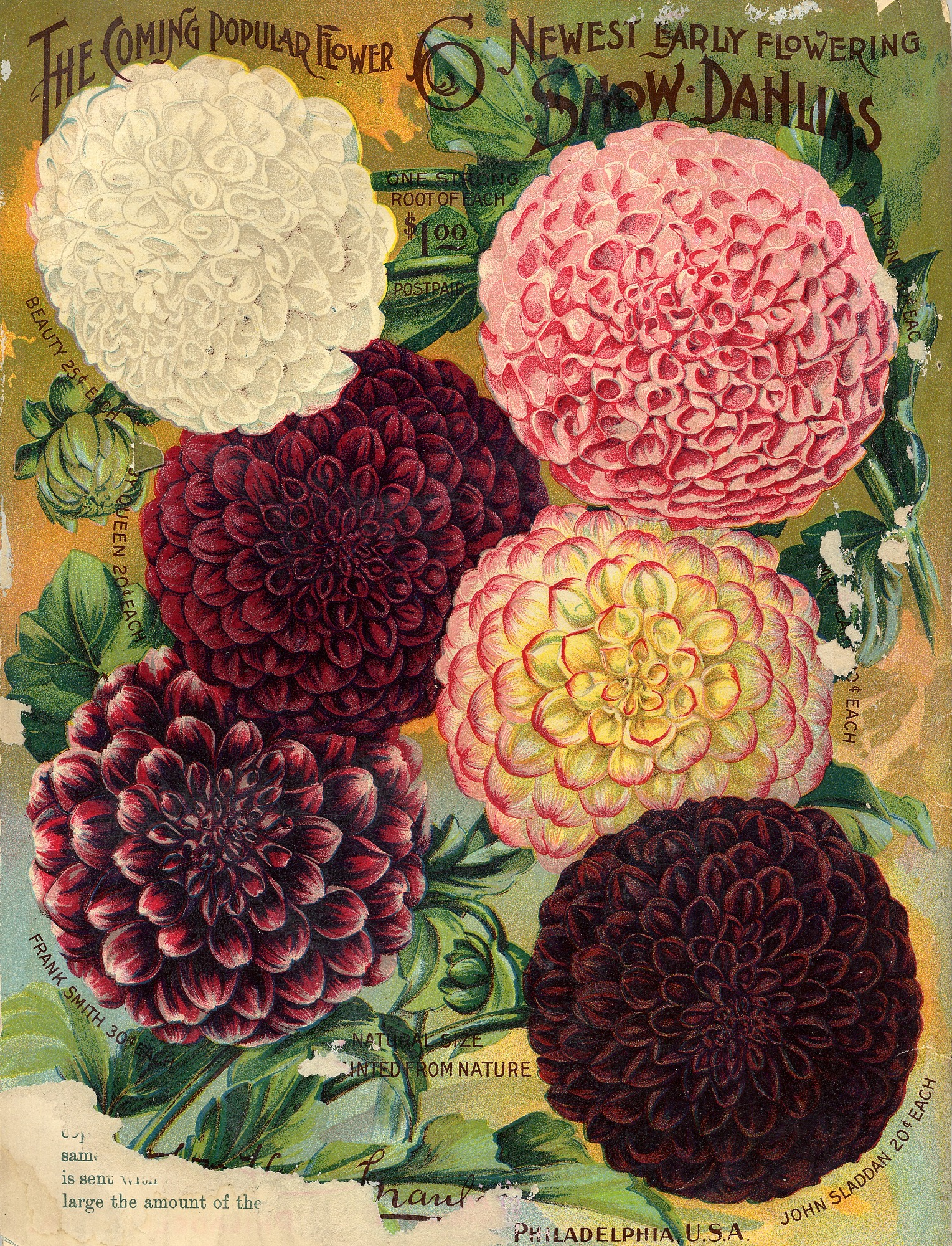 dahlia flowers