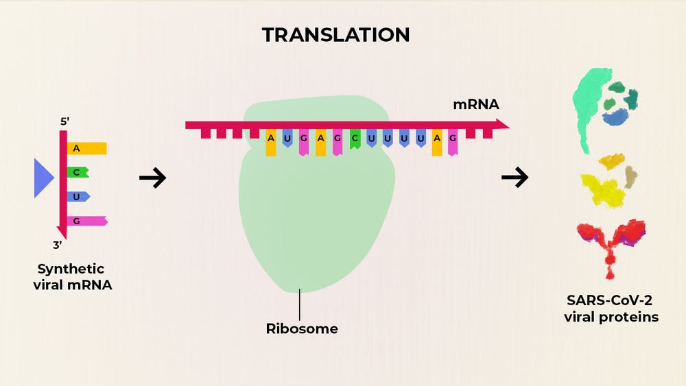 A diagram of an mRNA vaccine in action. It shows a synthetic mRNA being translated by a ribosome into individual proteins from SARS-CoV-2, which induce an immune response.