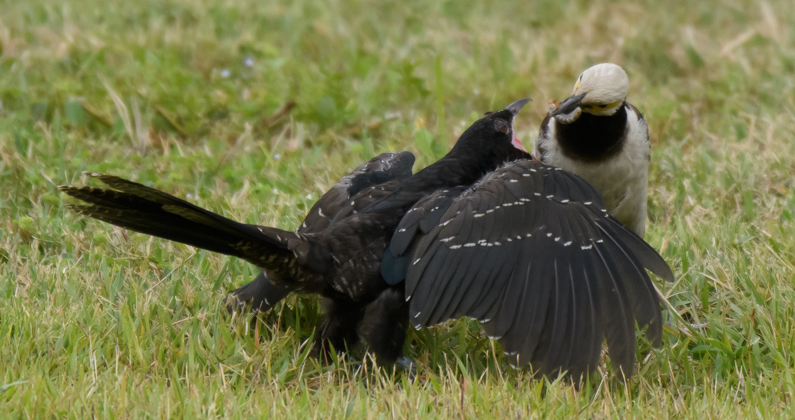 A large Asian koel chick being fed by a black-collared starling