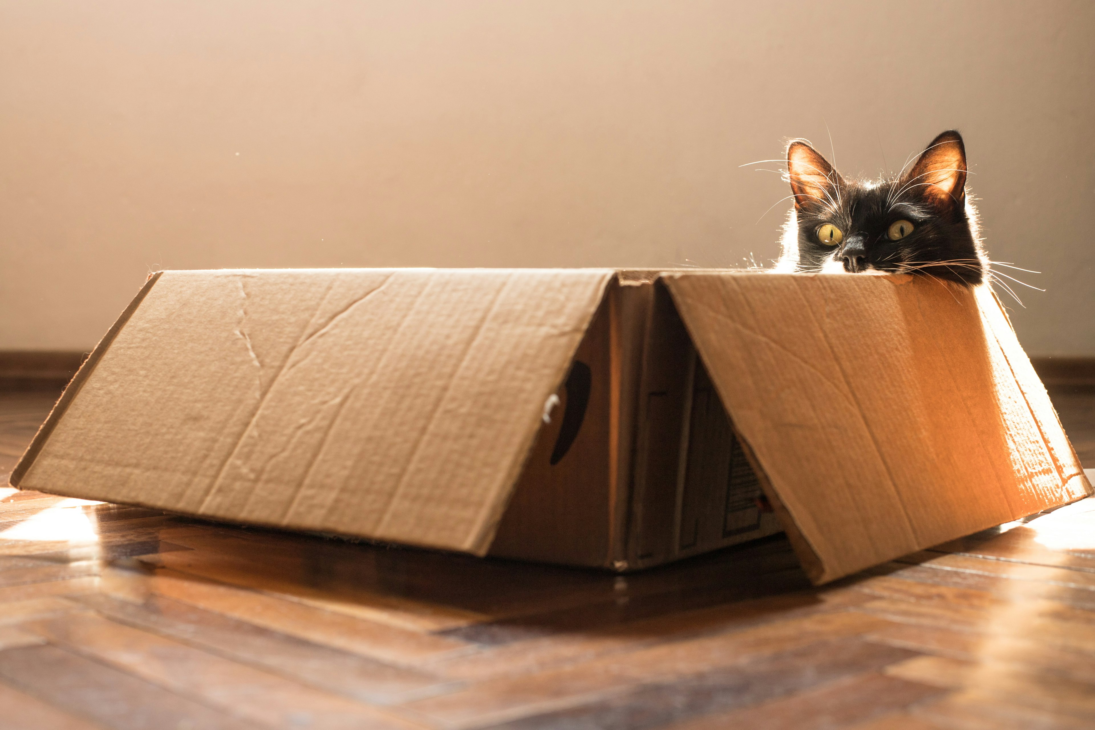 a cat's head peeking out from a cardboard box