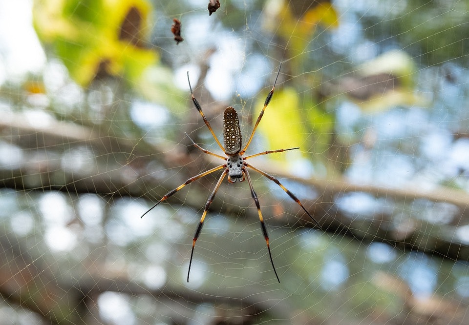 a large brown and yellow spider hanging in its web