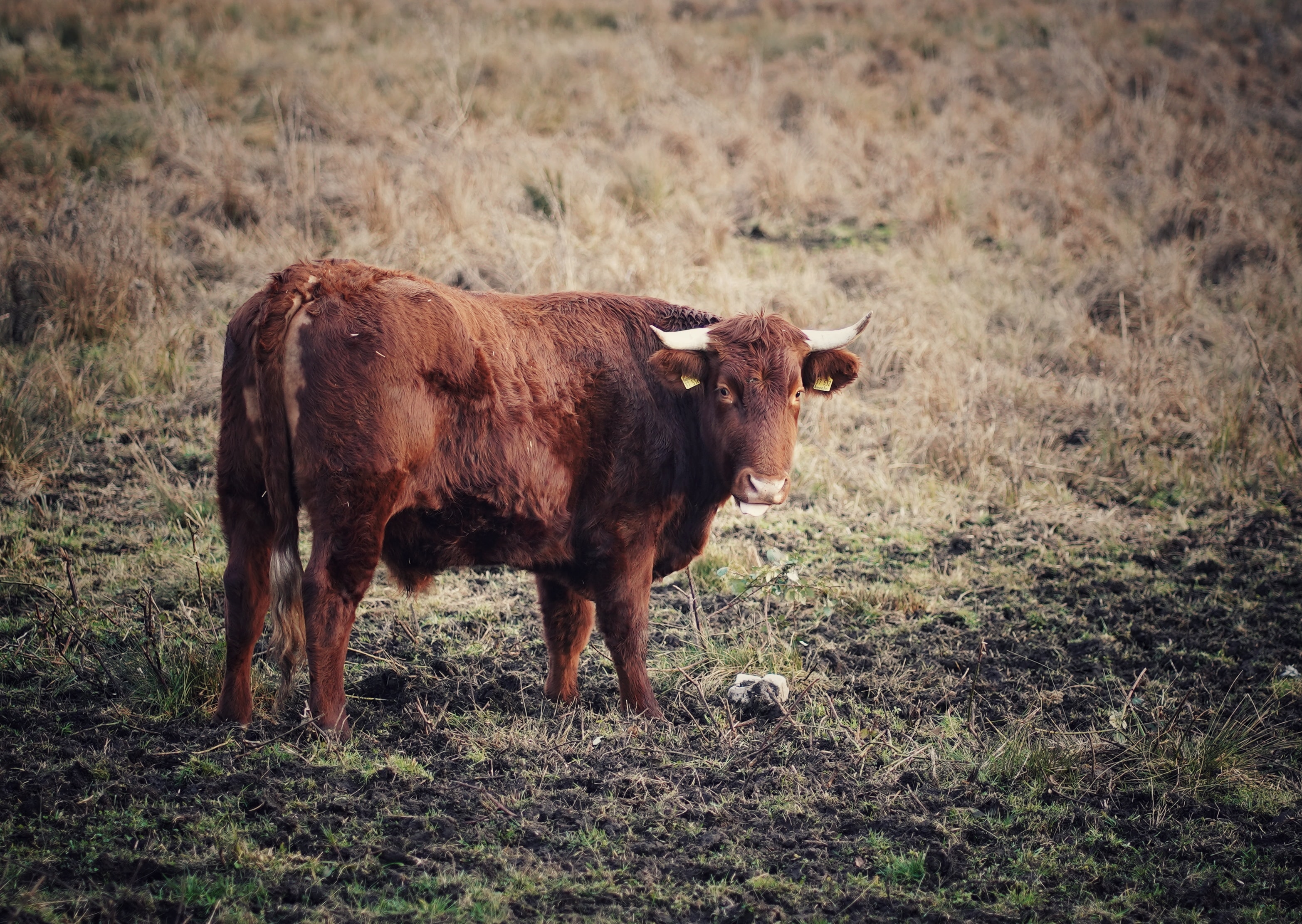 a brown cow standing alone in a grassy patch