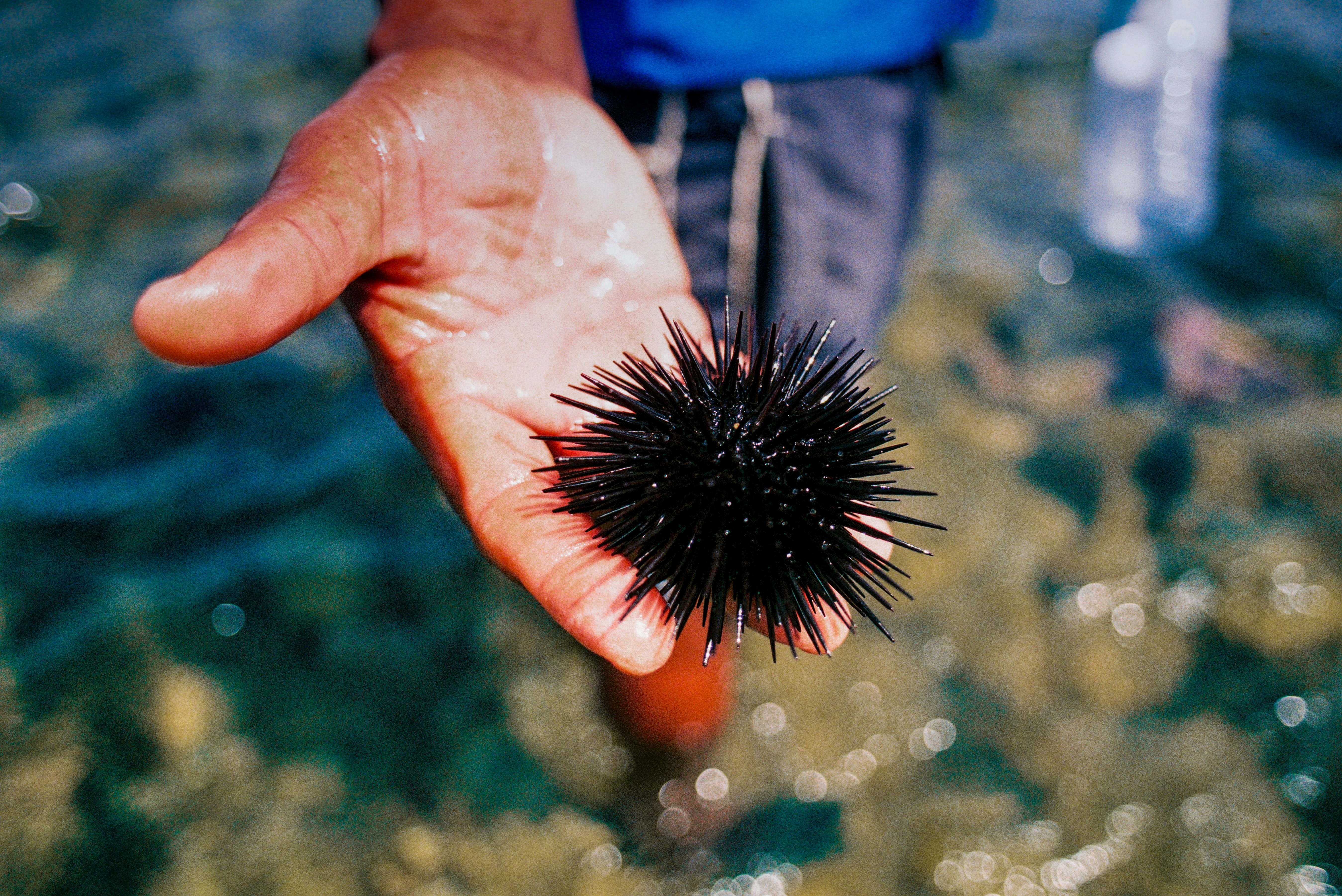 a person's hand holding a sea urchin