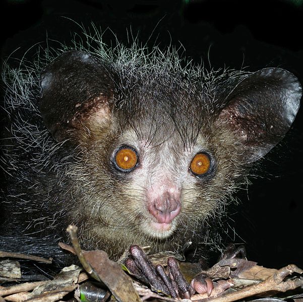 An aye-aye, a strange nocturnal primate that only lives in Madagascar