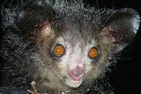An aye-aye, a strange nocturnal primate that only lives in Madagascar