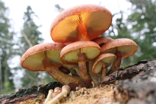 The magic mushroom Gymnopilus luteofolius, with six caps growing on a log. This psychedelic mushroom produces psilocybin
