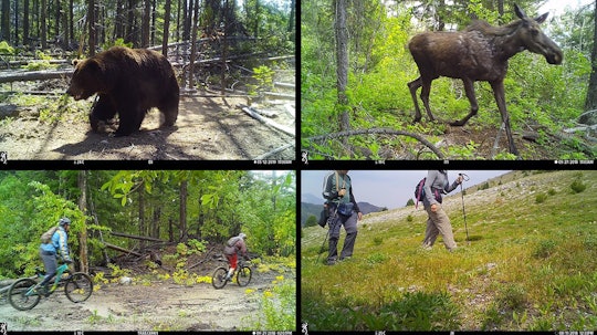 bear moose camera trap