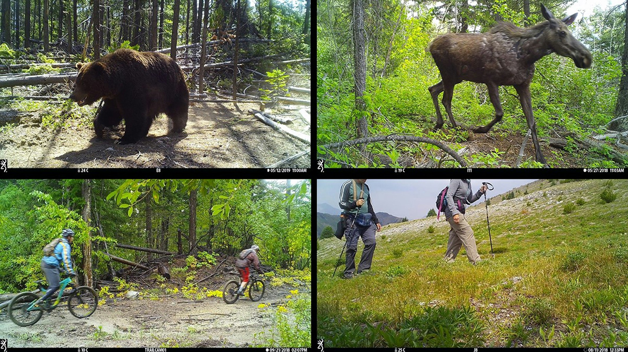 bear moose camera trap