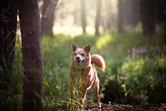 A short haired brown dog running on a trail in a forest between some trees.