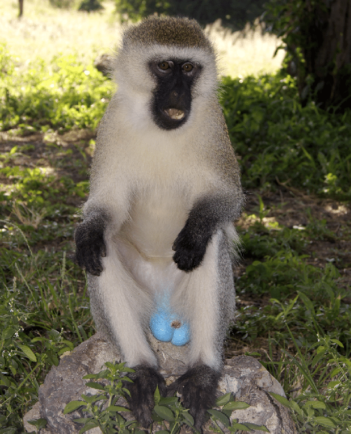 A small monkey with white fur and black skin and electric-blue colored testicles. 