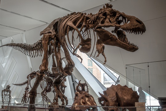 A T. rex skeleton at the Royal Ontario Museum. 