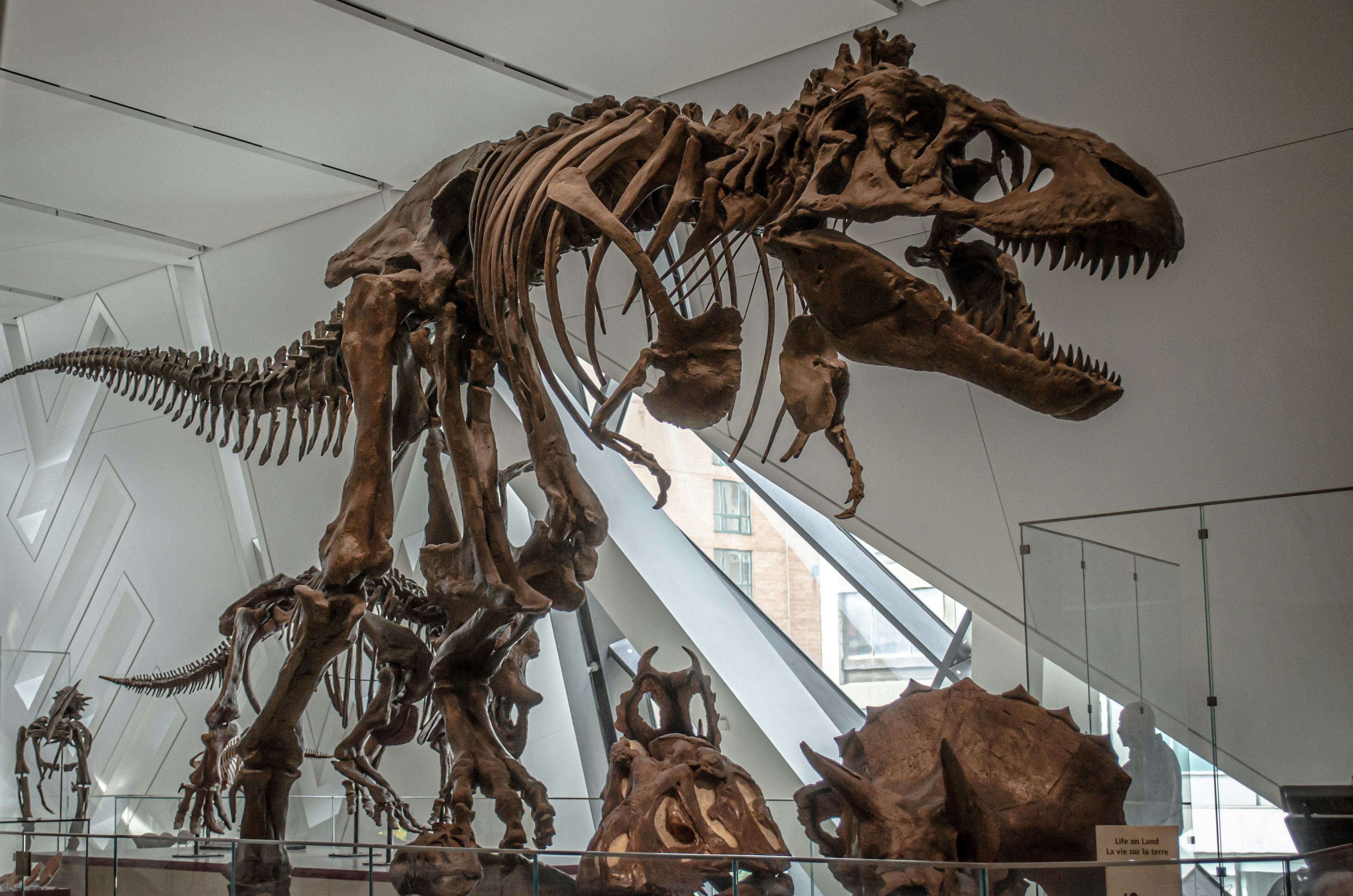A T. rex skeleton at the Royal Ontario Museum. 