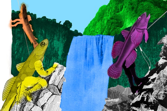A bunch of goofy looking fish are trying to climb a waterfall using mountain climbing gear.