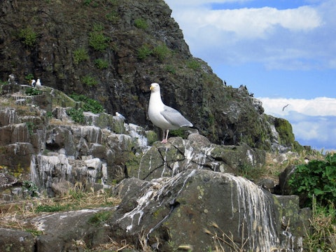 a sea bird standing on rocks stained with poop