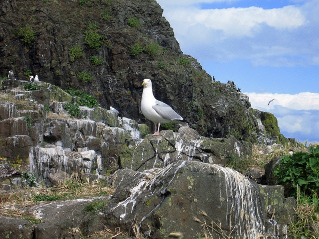 a sea bird standing on rocks stained with poop