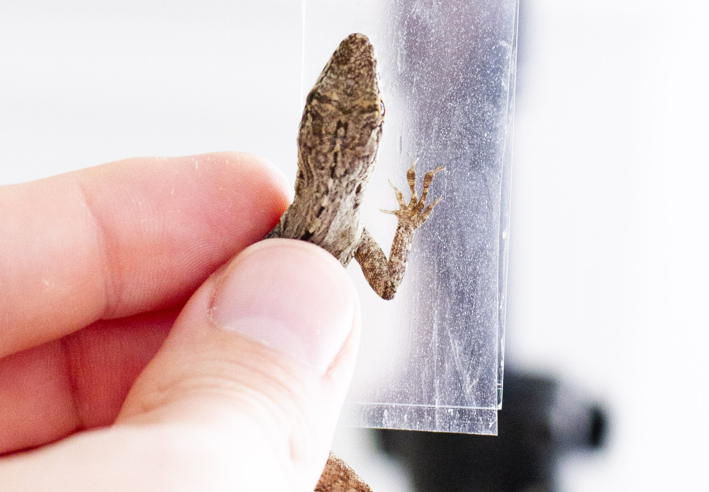 Lizards with large toe pads can better survive hurricanes