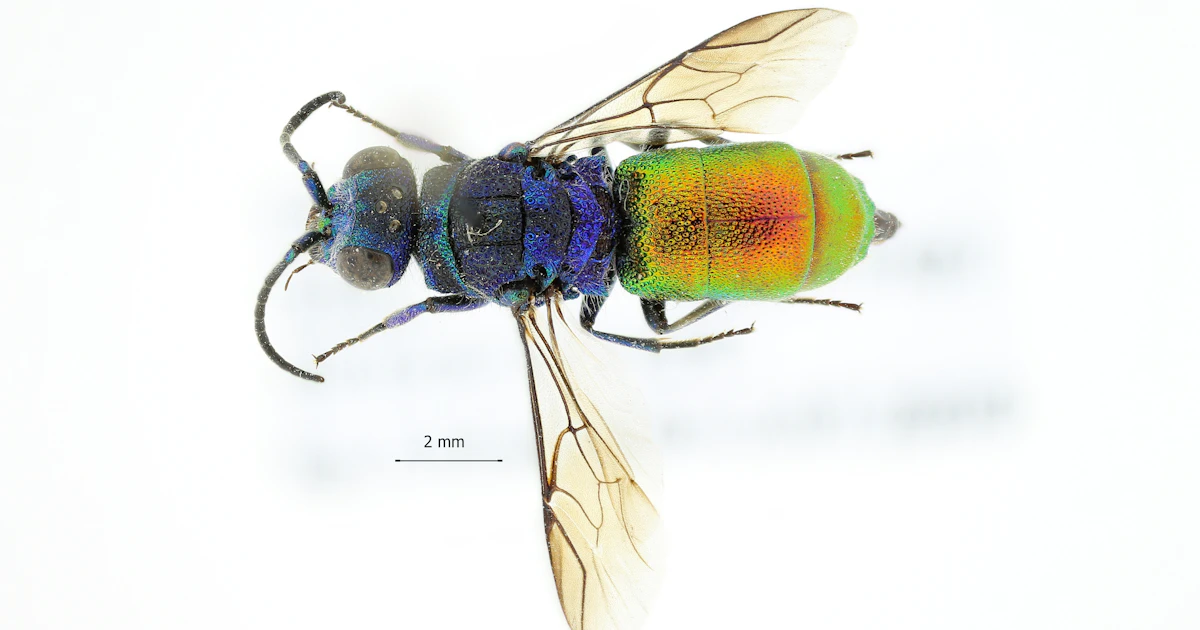 Discovery Insects There's more than one way to discover a new species