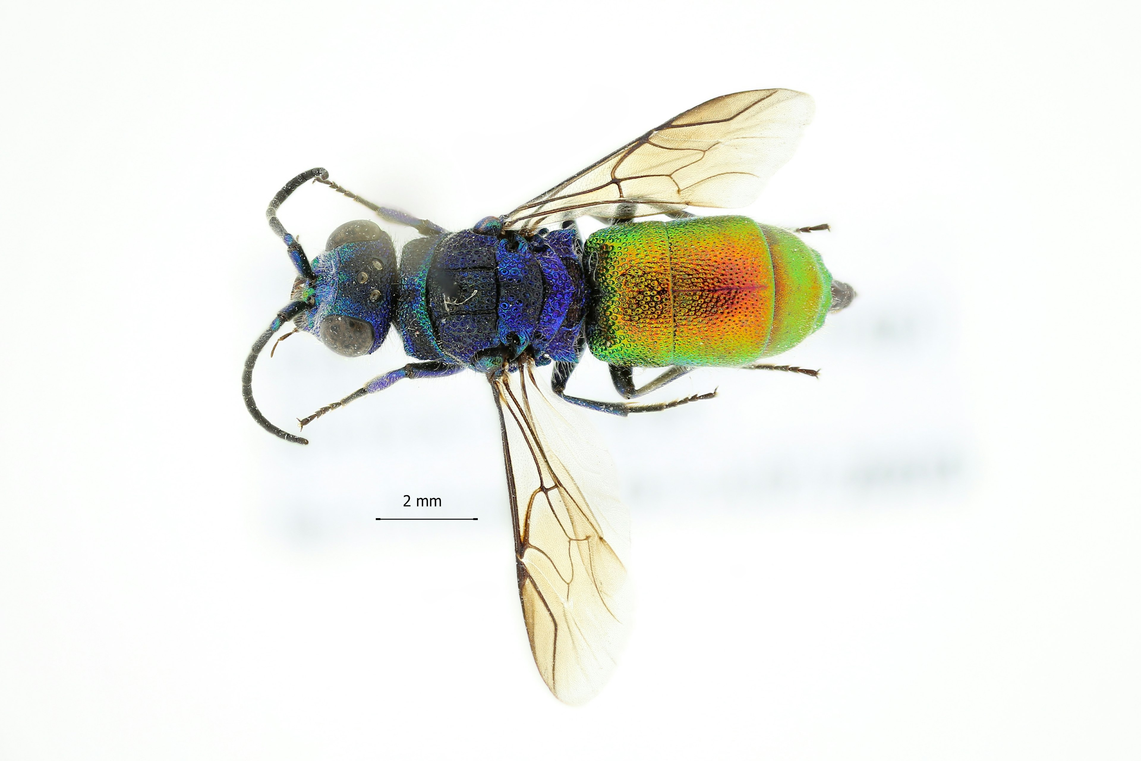 Close-up pictures of the minute new parasite wasp, Chrysis parabrevitarsis