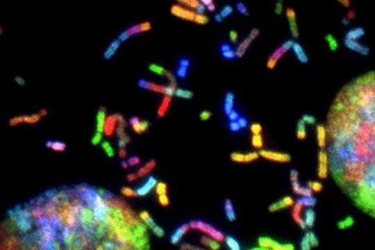 Rainbow colored chromosomes  Rainbow colored chromosomes