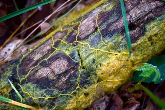 a yellow slime mold growing on a log