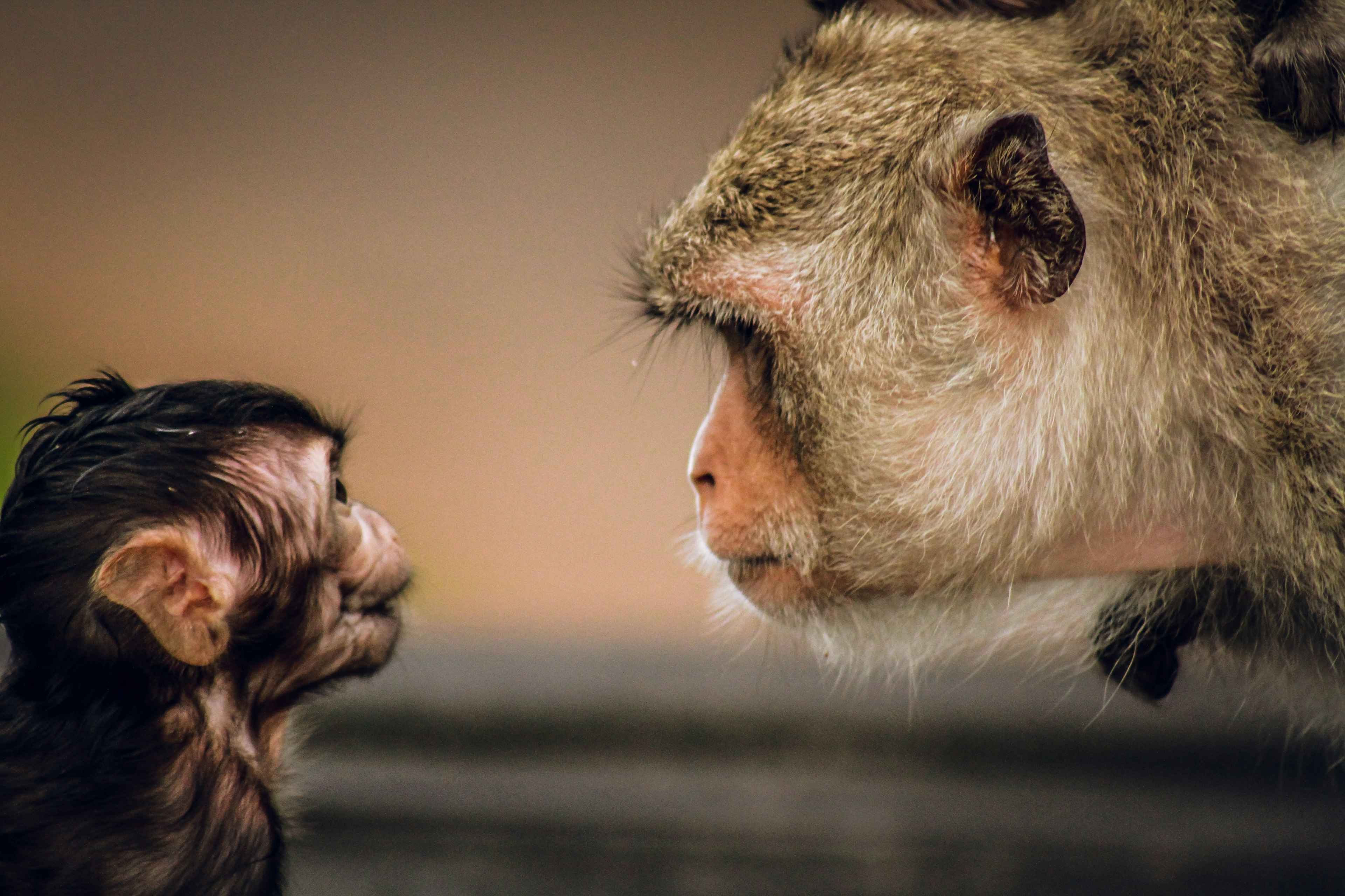 an adult and child monkey looking at each other