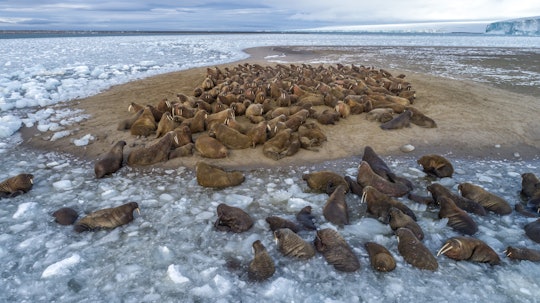 A group of walruses haul out on to an island surrounded by ice