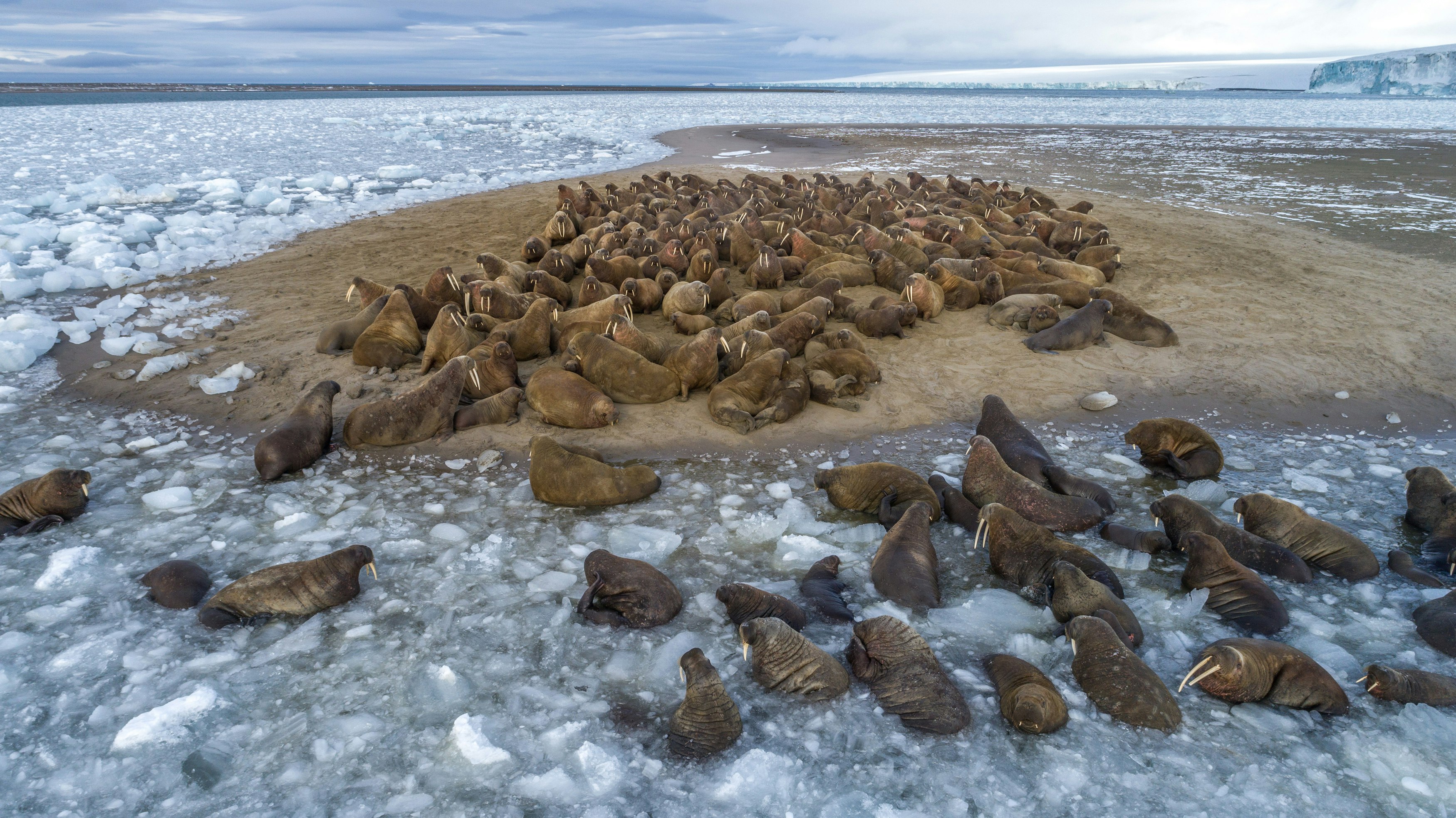 A group of walruses haul out on to an island surrounded by ice
