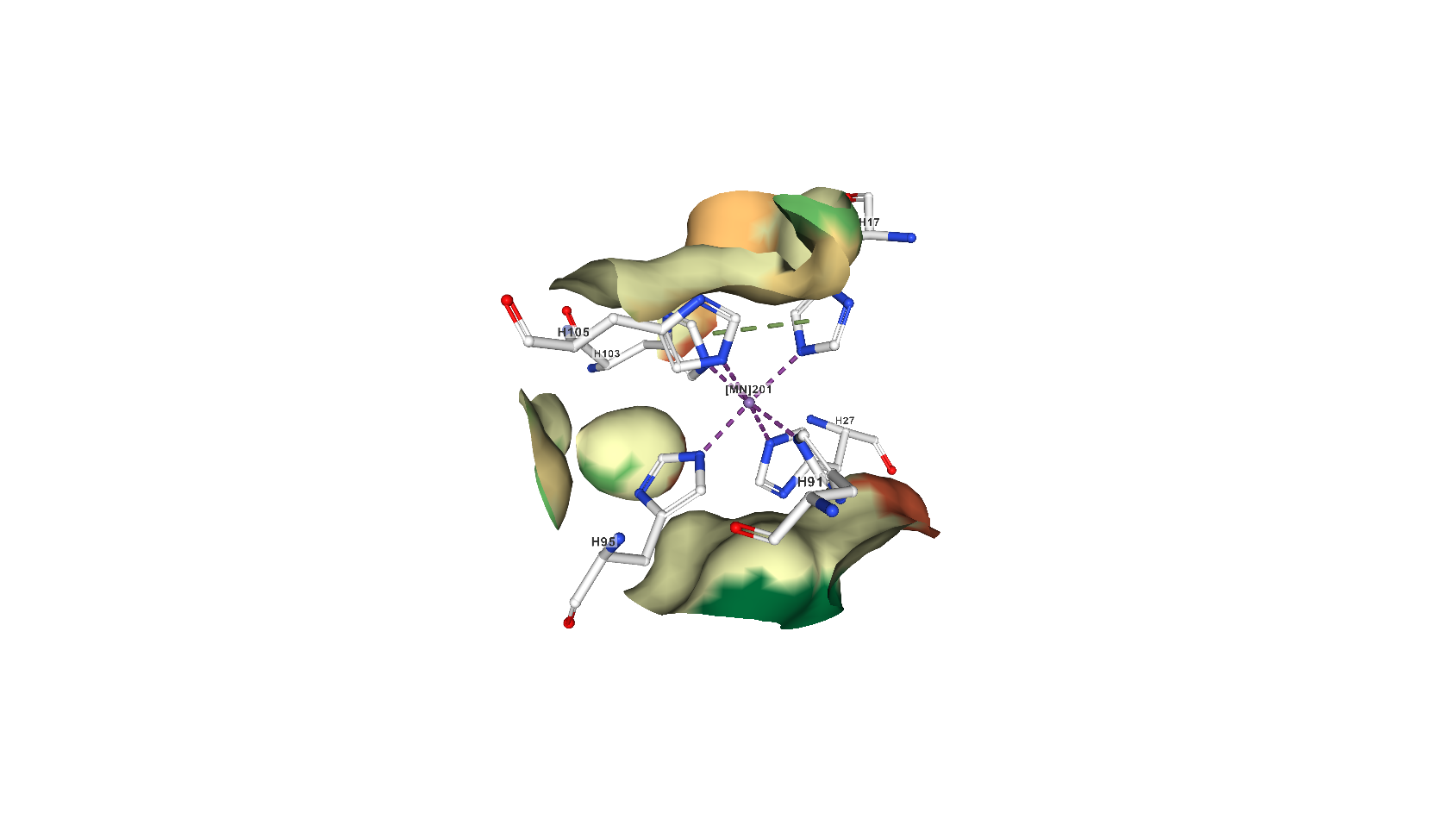 The pocket where calprotectin holds on to metals, in this case a single manganese atom.