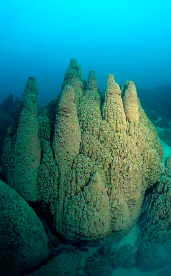 An underwater microbialite tower