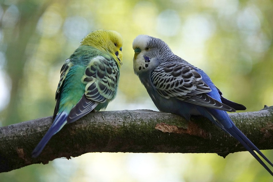 Two budgie parakeets on a branch