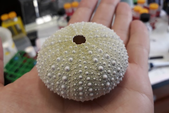 sea urchin in a hand