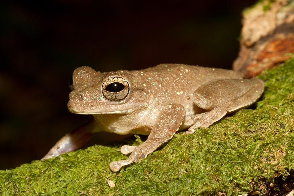 a small iridescent tan frog on a mossy log