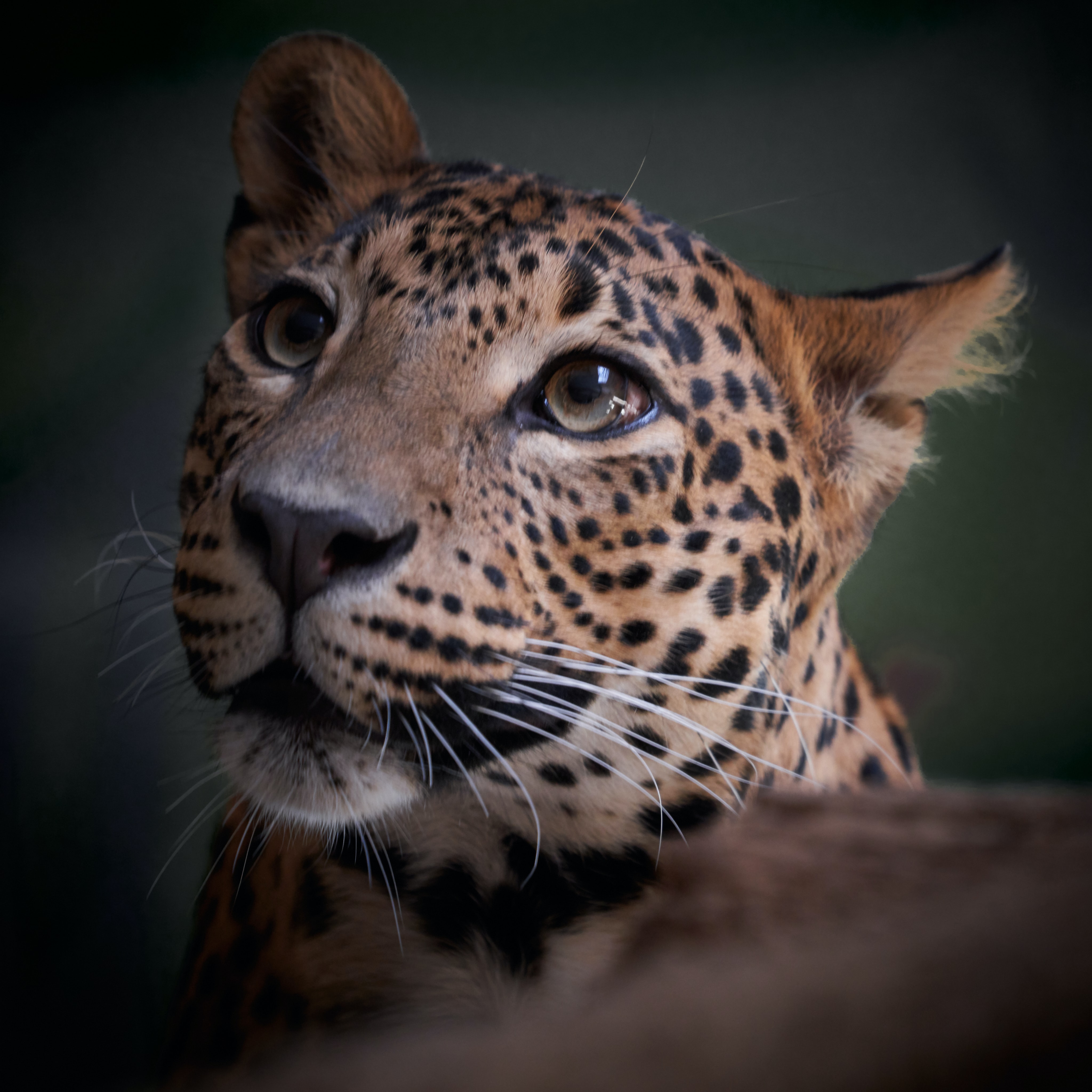 A leopard