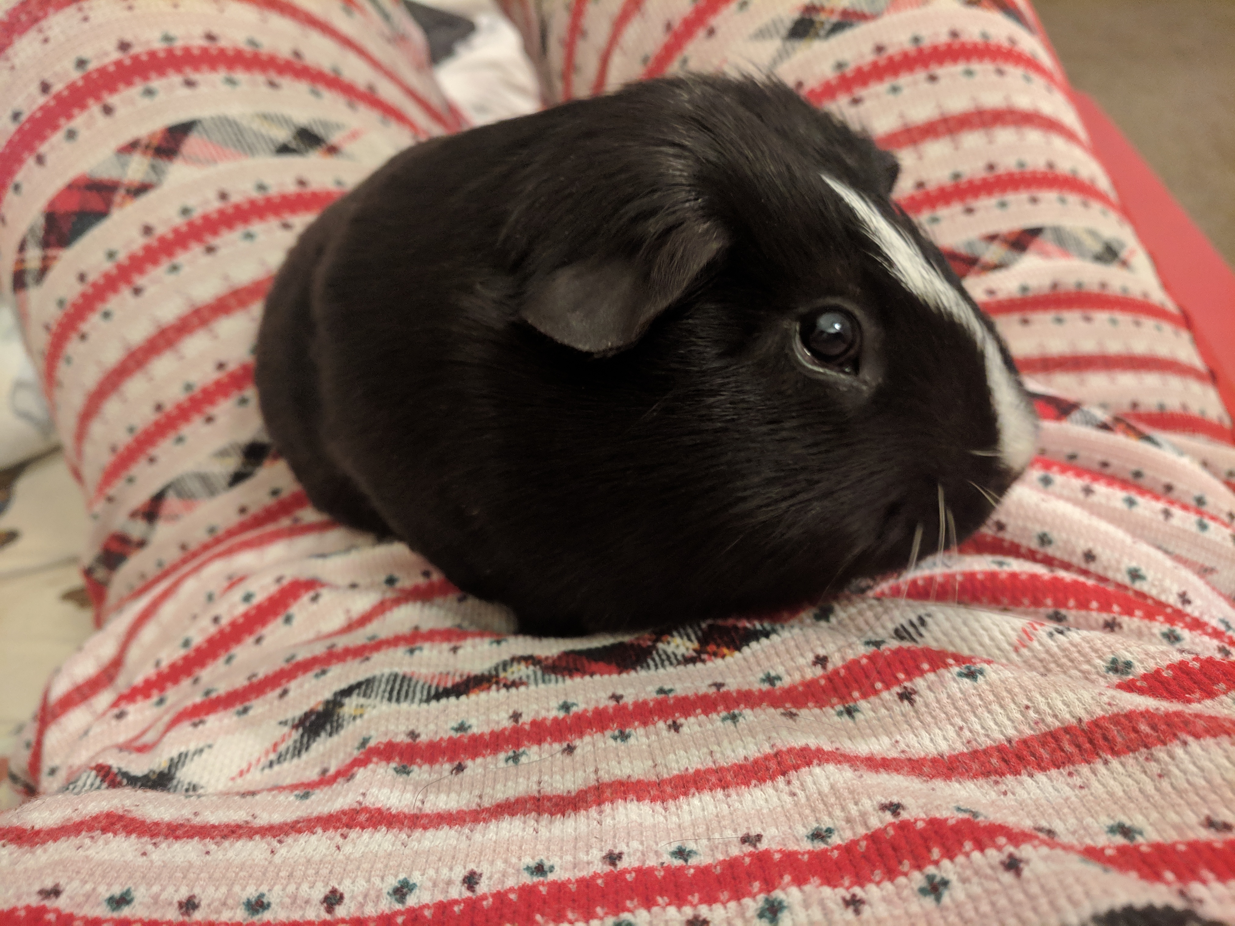 can guinea pigs catch colds from humans