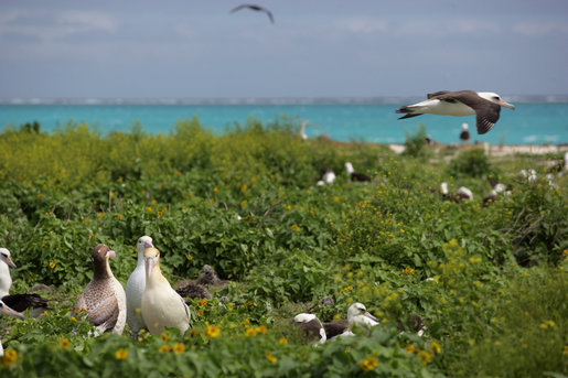 Albatrosses on the Northwest Hawaiian Islands National Monument