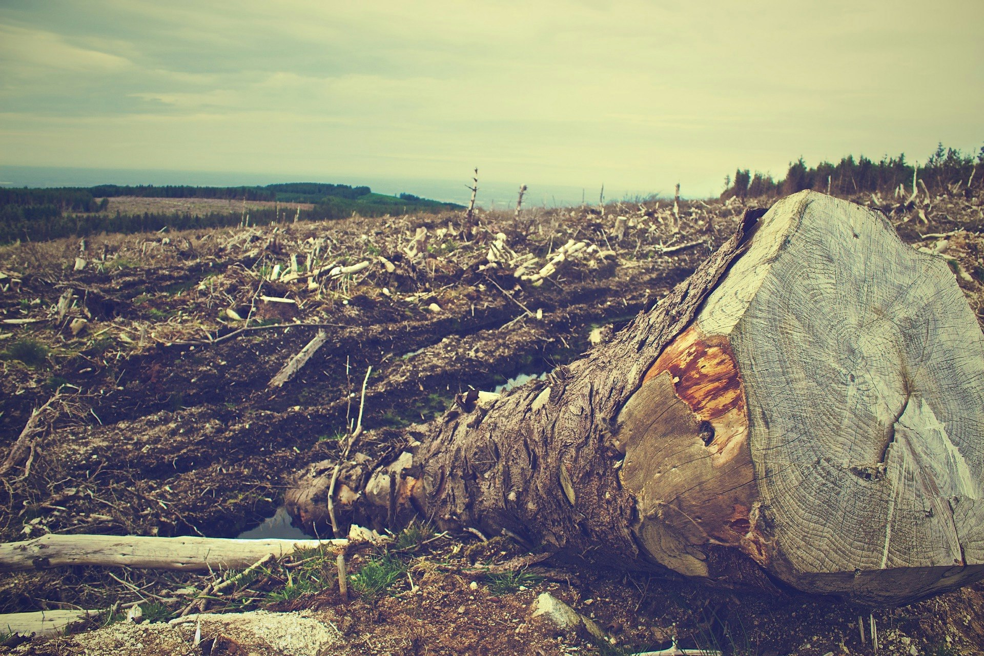 Deforestation with close up log