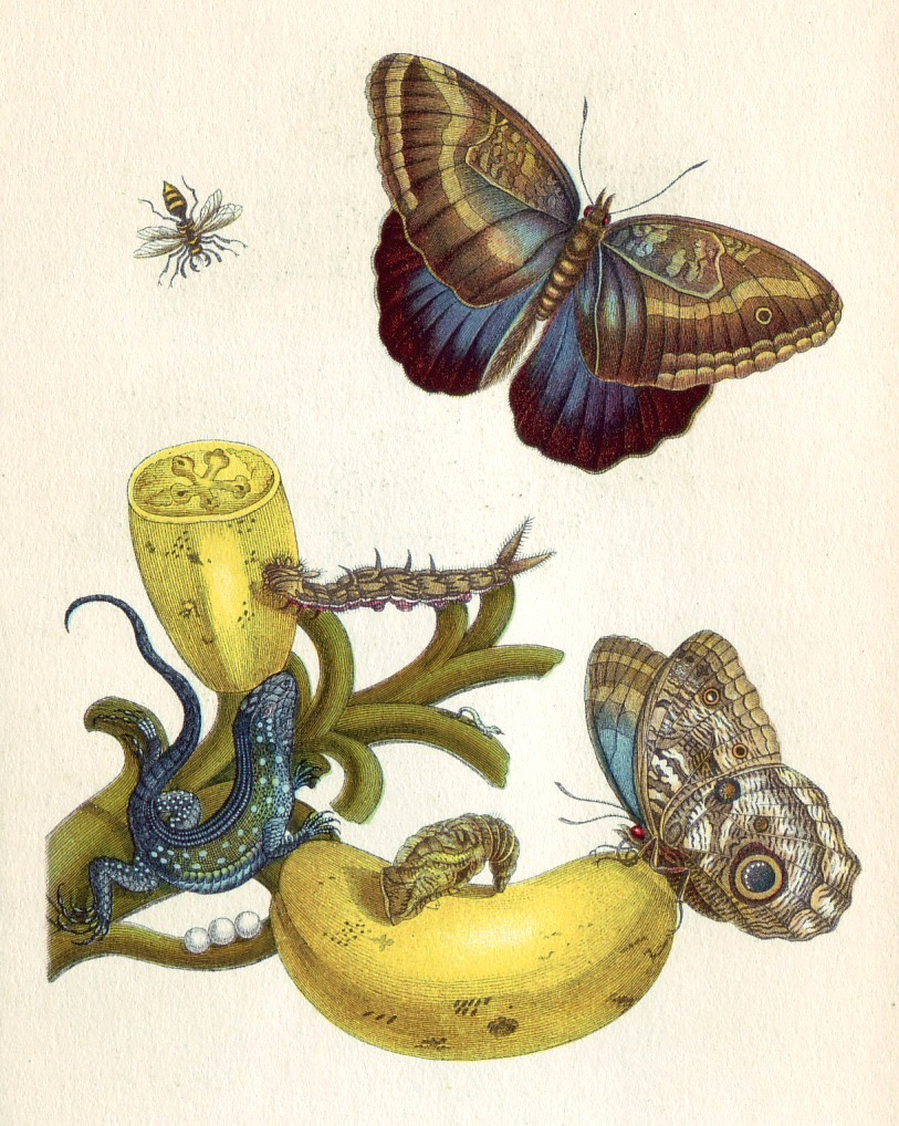 Lizards and butterflies from Metamorphosis insectorum Surinamensium