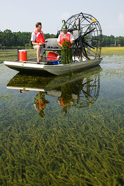 Army Corps of Engineers collect herbicide-resistant hydrilla from Lake Seminole in northern Florid using an airboat.
